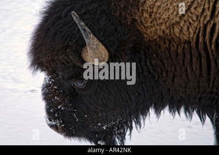 Parco Nazionale di Yellowstone Bison camminando lungo la strada in inverno la neve Foto Stock