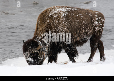 Parco Nazionale di Yellowstone Bison a scavare nella neve invernale di mangiare erba a Firehole River Foto Stock