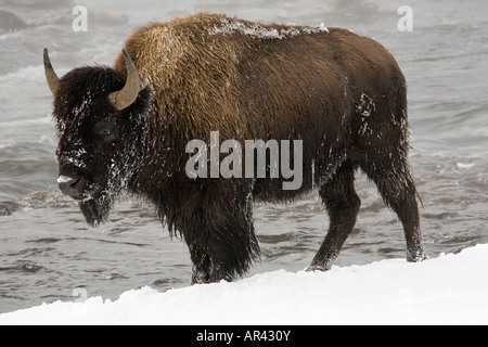 Parco Nazionale di Yellowstone Bison a scavare nella neve invernale di mangiare erba a Firehole River Foto Stock