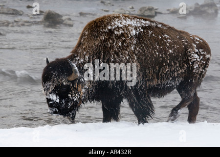 Parco Nazionale di Yellowstone Bison a scavare nella neve invernale di mangiare erba a Firehole River Foto Stock