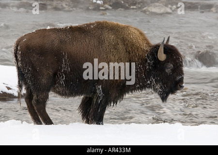 Parco Nazionale di Yellowstone Bison a scavare nella neve invernale di mangiare erba a Firehole River Foto Stock