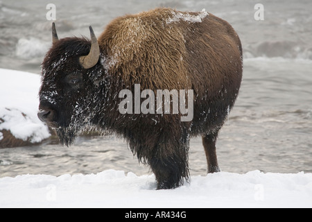 Parco Nazionale di Yellowstone Bison a scavare nella neve invernale di mangiare erba a Firehole River Foto Stock