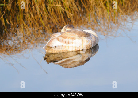 Un Cygnet dorme su un lago ancora Foto Stock