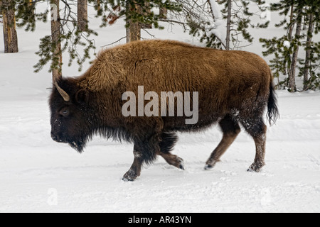 Parco Nazionale di Yellowstone Bison camminando lungo la strada in inverno la neve Foto Stock