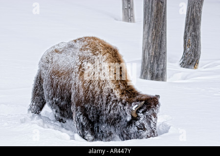 Parco Nazionale di Yellowstone Bison a scavare nella neve invernale da mangiare erba Foto Stock