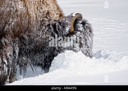 Parco Nazionale di Yellowstone Bison a scavare nella neve invernale da mangiare erba Foto Stock