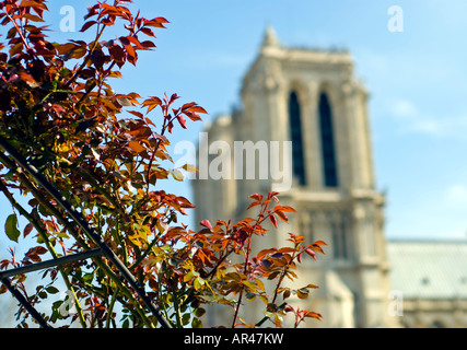 Cattedrale di Notre Dame architettura gotica francese Parigi // PARIGI, Francia — l'iconica cattedrale di Notre Dame, situata sull'Île de la Cité nel cuore di Parigi. Conosciuta per la sua architettura gotica francese, la cattedrale presenta splendide vetrate colorate, contrafforti volanti e intricate incisioni in pietra. I visitatori ne ammirano il significato storico e la bellezza architettonica. Foto Stock
