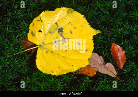 Foglie di autunno su moss nella valle del Wye Foto Stock