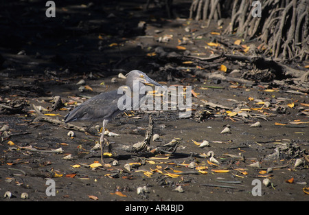 Grande fatturato Heron Ardea sumatrana Cairns Australia Foto Stock