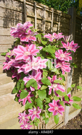 Clematide. Nelly Moser. Crescendo contro un recinto. Fiori di colore rosa. Hybrid. Giardino inglese. Regno Unito. Foto Stock