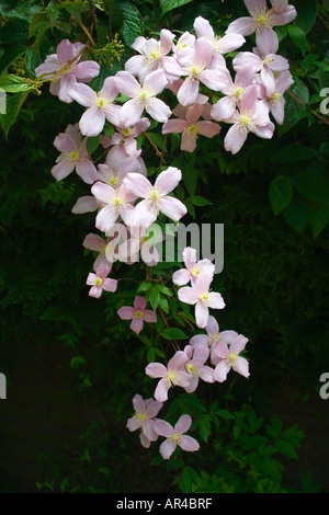 Un ramo di un clematide Montana rubens sospeso verso il basso da un traliccio giardino . Fiori di colore rosa. Pianta rampicante giardino inglese. Regno Unito Foto Stock