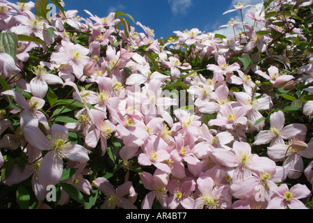 La clematide Montana Rubens. Pianta rampicante. Rosa fiori profumati. Giardino inglese. Regno Unito. Foto Stock