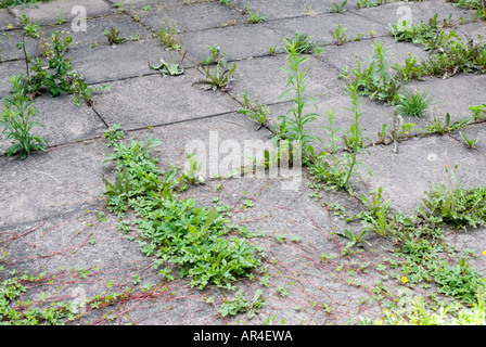 Erbacce crescendo attraverso pietre per pavimentazione Foto Stock