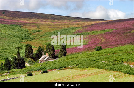 Una vista attraverso il Devonshire moorland con heather sul fianco di una collina e il cottage situato nel lato del moro Foto Stock