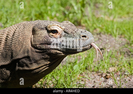 Drago di Komodo (Varanus komodoensis) Foto Stock