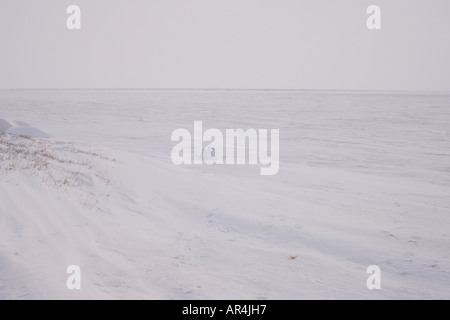 Igloo snow blind è utilizzato per la fotografia Arctic National Wildlife Refuge Alaska Foto Stock