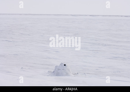 Igloo snow blind è utilizzato per la fotografia Arctic National Wildlife Refuge Alaska Foto Stock