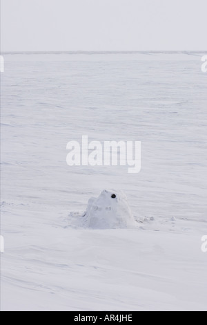 Igloo snow blind è utilizzato per la fotografia Arctic National Wildlife Refuge Alaska Foto Stock