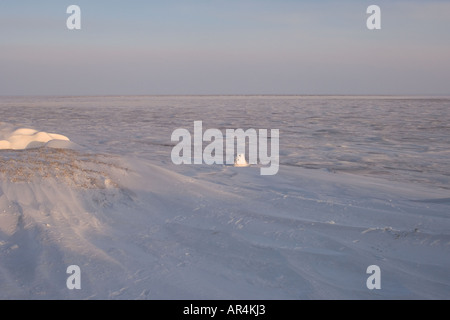 Igloo snow blind è utilizzato per la fotografia accampamento lungo la costa artica Artico Orientale National Wildlife Refuge Alaska Foto Stock