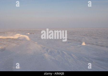 Igloo snow blind è utilizzato per la fotografia accampamento lungo la costa artica Artico Orientale National Wildlife Refuge Alaska Foto Stock