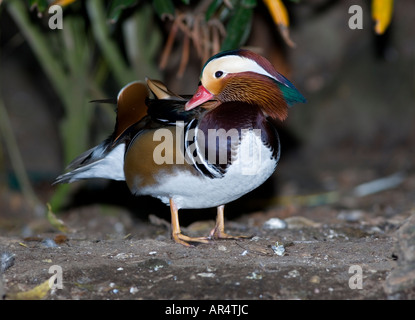 Aix galericulata Foto Stock