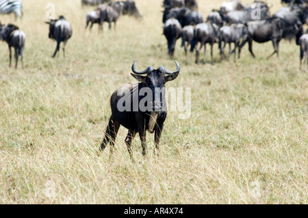 La GNU, connochaetes taurinus, pascolo su Masai Mara Game Reserve, Kenya, Africa orientale. Foto Stock