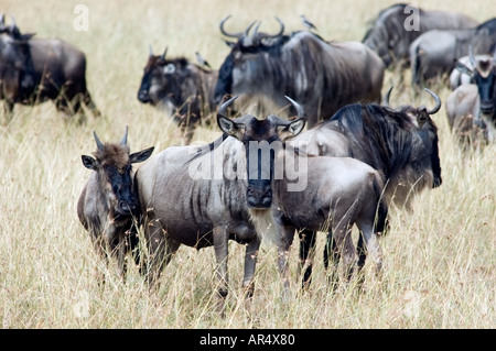 La GNU, connochaetes taurinus, pascolo su Masai Mara Game Reserve, Kenya, Africa orientale. Foto Stock