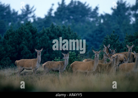 Rottiere und Kaelber Cervi e croste Cervus elaphus Jylland Danmark Daenemark Foto Stock