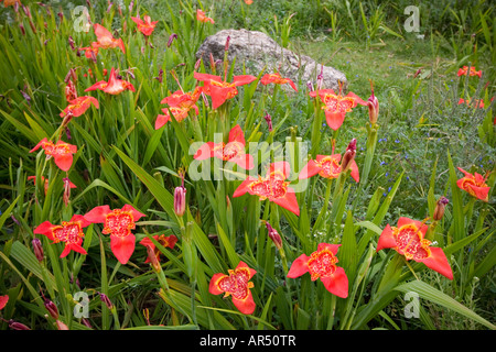 Blooming wild Shellflowers messicano (Tigrida pavonia). Messico. Oeil-de-paon (Tigridia pavonia) sauvage en fleurs (Mexique). Foto Stock