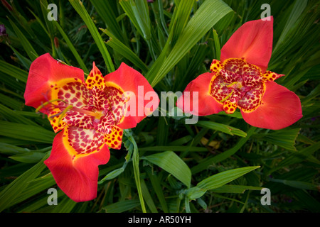 Blooming wild Shellflowers messicano (Tigrida pavonia). Messico. Oeil-de-paon (Tigridia pavonia) sauvage en fleurs (Mexique). Foto Stock