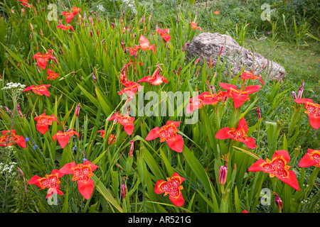 Blooming wild Shellflowers messicano (Tigrida pavonia). Messico. Oeil-de-paon (Tigridia pavonia) sauvage en fleurs (Mexique). Foto Stock