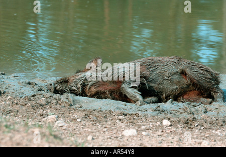 Cinghiale europeo, Wildschwein, Sus scrofa, suinetti Foto Stock