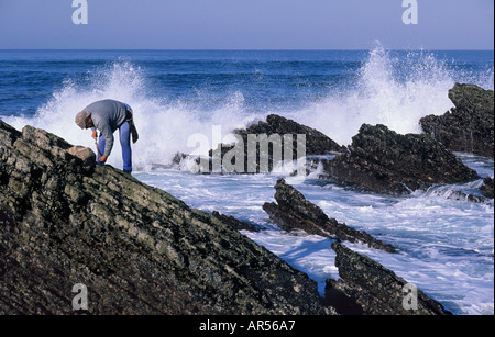 Uomo di gusci di cattura alle rocce di Praia da Amoreira Aljezur Costa Vicentina Algarve Portogallo Foto Stock