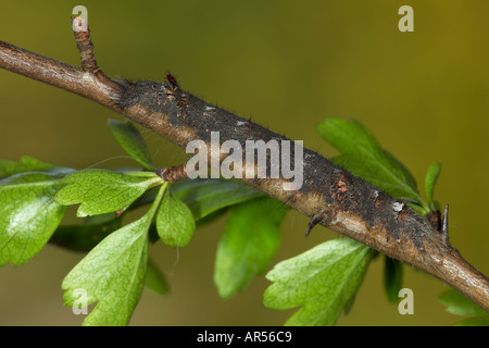 Falda moth larva Gastropacha quercifolia alimentazione su hawthorn potton bedfordshire Foto Stock