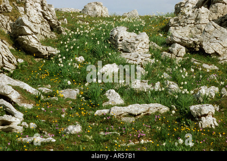 Fagiani Eye Narcissus poeticus tra le rocce calcaree Foto Stock