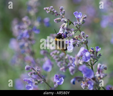 Buff-tailed Bumble Bee - Bombus terrestris Foto Stock