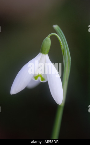 Bucaneve Galanthus nivalis in febbraio a Crathes Castle boschi Aberdeenshire Grampian Regione Scozia UK GFL 1233 Foto Stock