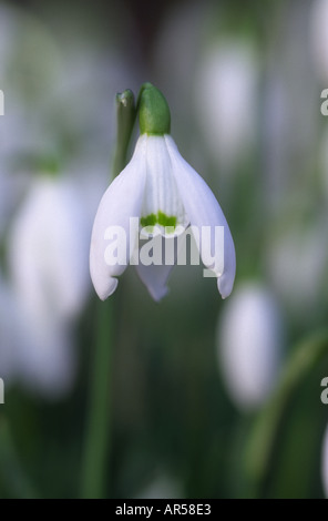 Bucaneve Galanthus nivalis in febbraio a Crathes Castle boschi Aberdeenshire Grampian Regione Scozia UK GFL 1234 Foto Stock