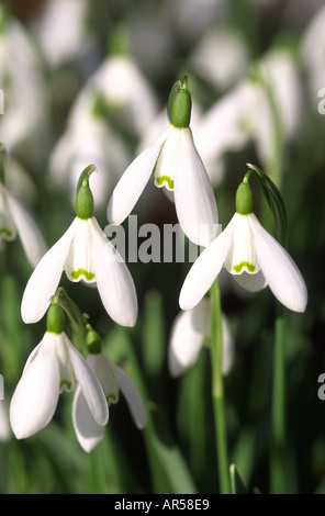 Bucaneve Galanthus nivalis in febbraio a Crathes Castle boschi Aberdeenshire Grampian Regione Scozia UK GFL 1235 Foto Stock