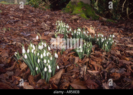 Bucaneve Galanthus nivalis in febbraio a Crathes Castle boschi Aberdeenshire Grampian Regione Scozia UK GFL 1236 Foto Stock