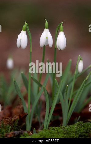 Bucaneve Galanthus nivalis in febbraio a Crathes Castle boschi Aberdeenshire Grampian Regione Scozia UK GFL 1237 Foto Stock