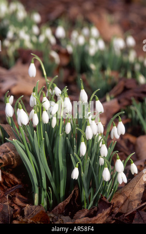 Bucaneve Galanthus nivalis in febbraio a Crathes Castle boschi Aberdeenshire Grampian Regione Scozia UK GFL 1238 Foto Stock