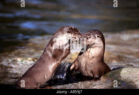 Lontra europea, Europäischer Fischotter, Lutra lutra, Mecklenburg Vorpommern, Germania Foto Stock