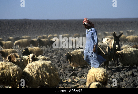 Jordanian pastore con il suo gregge di pecore e un asino nella parte orientale di Badia regione desertica di Jordan nei pressi del confine iracheno Foto Stock
