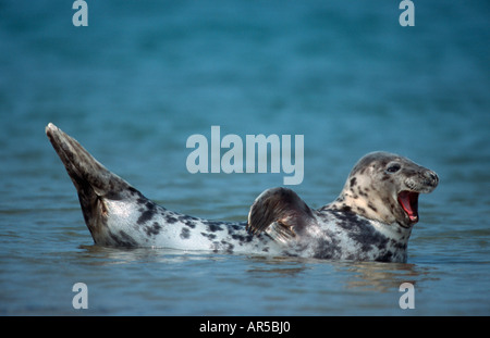 Grigio europeo tenuta, Kegelrobbe, Halichoerus grypus, mare del Nord, Germania Foto Stock