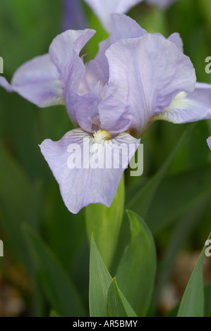 IRIS JEREMY BRIAN DWARF BARBUTO IRIS Foto Stock