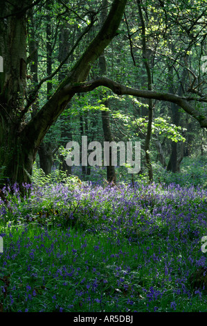 HYACINTHOIDES NON SCRIPTA BLUEBELL WOOD Foto Stock