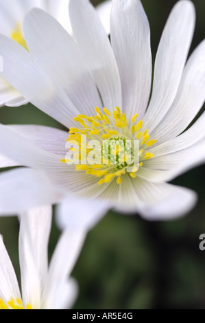 ANEMONE BLANDA SPLENDORE BIANCO Foto Stock