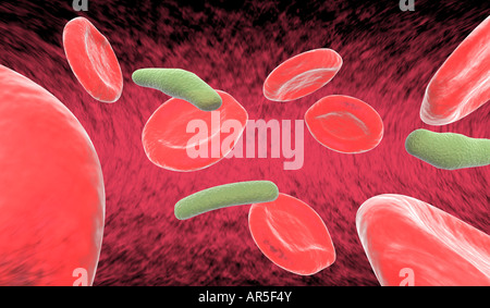 8 globuli rossi (eritrociti) e 3 batteri da flottante in arteria Foto Stock