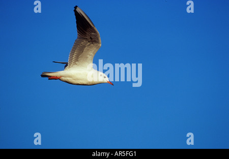 A testa nera gull - battenti / Larus ridibundus Foto Stock